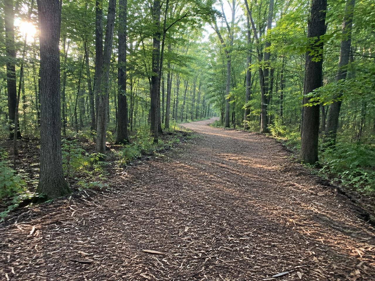 Mulched trail through hardwood forest